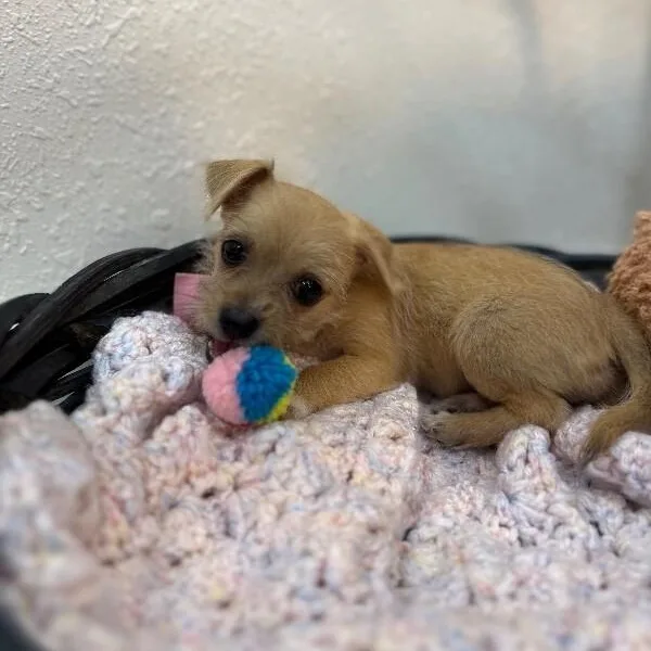 A baby small-sized female Yellow / Tan / Blond / Fawn Chihuahua dog named Jellybean Joy Beanie Baby for adoption in Friendswood, TX