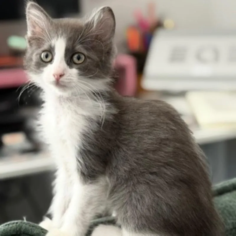 A young small-sized female Domestic Long Hair cat named Mia for adoption in Hemet, CA