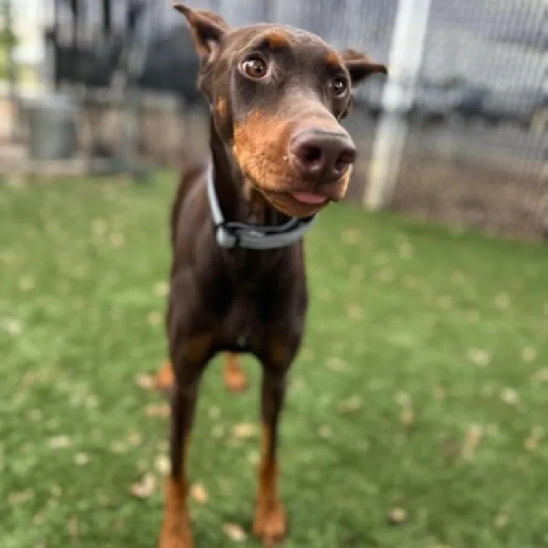 A young medium-sized female Doberman Pinscher dog named Chloe for adoption in Red Bluff, CA