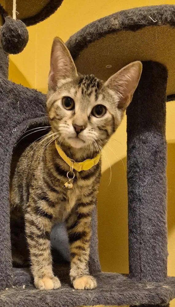 A baby small-sized female Domestic Short Hair cat named Pule for adoption in O'Fallon, MO