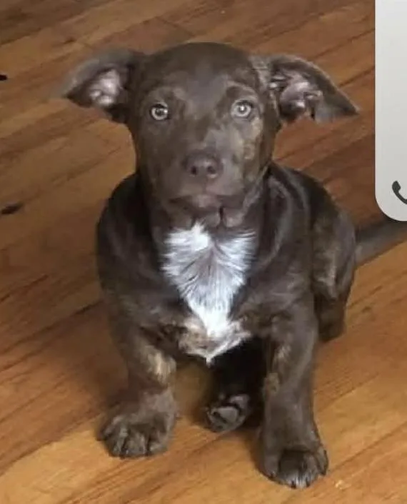A young small-sized male Brown / Chocolate Dachshund dog named Ralphie for adoption in New York, NY