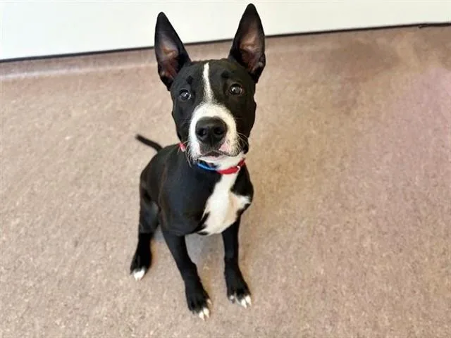 A young small-sized male Terrier dog named Pancake for adoption in Saint Louis, MO