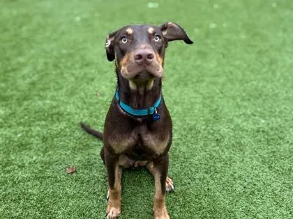 A baby medium-sized male Hound dog named Kona for adoption in Gainesville, FL