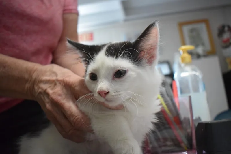 A baby small-sized female Domestic Short Hair cat named Little Angel for adoption in Pahrump, NV