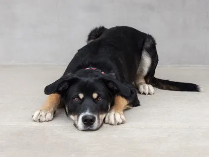 A baby medium-sized male Mixed Breed dog named Koda for adoption in Longmont, CO