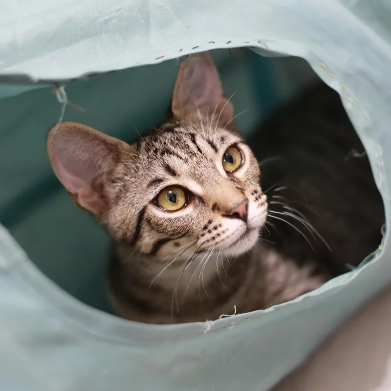 A baby medium-sized male Tabby (Brown / Chocolate) Domestic Short Hair cat named Arthur for adoption in San Jose, CA