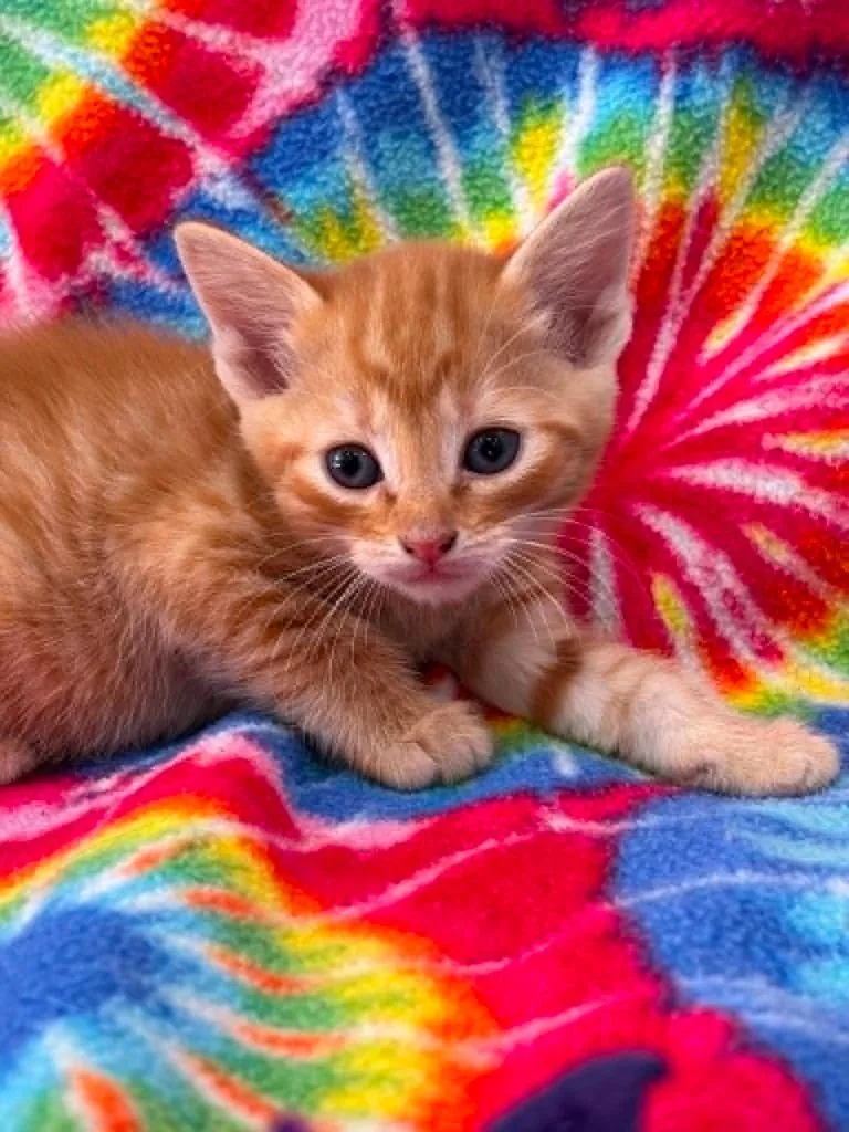 A baby small-sized male Domestic Short Hair cat named Hubert for adoption in Warrenton, NC