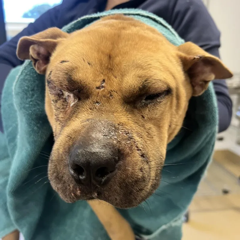 An adult medium-sized male Yellow / Tan / Blond / Fawn Mixed Breed dog named Wink for adoption in West Palm Beach, FL