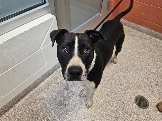 A young medium-sized male Pit Bull Terrier dog named Oreo for adoption in Pueblo, CO