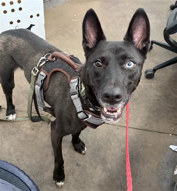 An adult large-sized female Mixed Breed dog named Boo for adoption in Dallas, TX