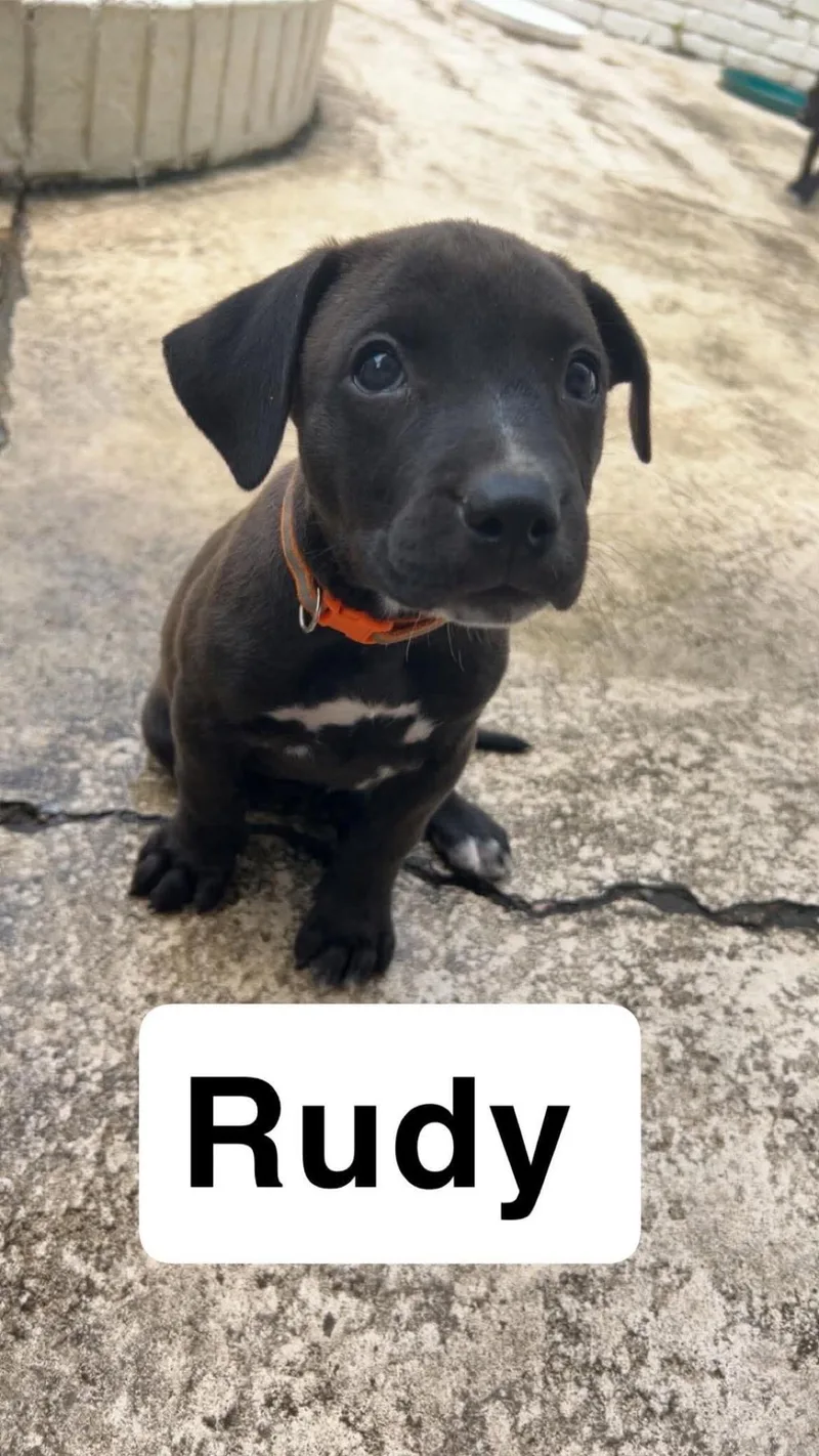 Rudy