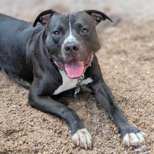 An adult large-sized male Labrador Retriever dog named Algernon for adoption in Tucson, AZ