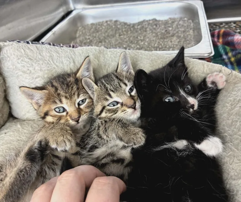 A baby small-sized male Domestic Short Hair cat named Zag for adoption in Hartsville, SC