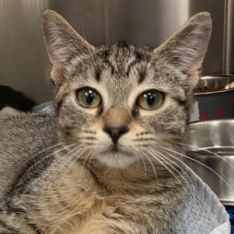 A baby small-sized female Brown / Chocolate Domestic Short Hair cat named Asami for adoption in Waynesboro, PA