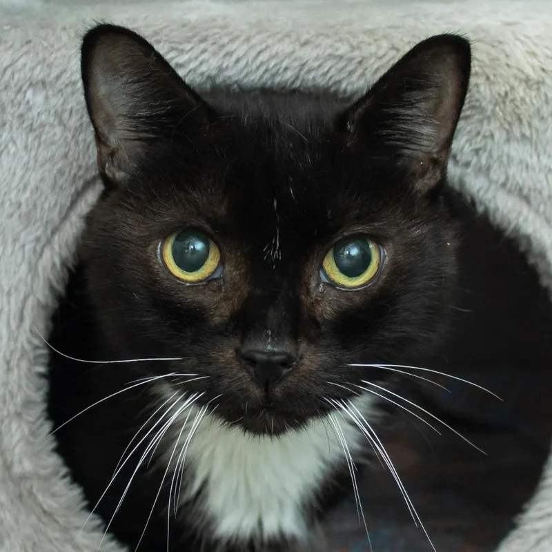 A senior medium-sized male Black Domestic Short Hair cat named Moby for adoption in Middletown, RI