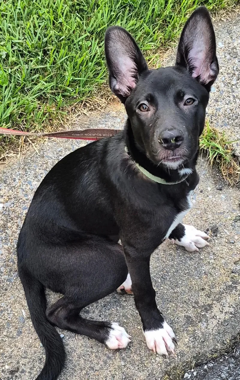 A baby large-sized female Shepherd dog named Hanna for adoption in Mechanicsburg, PA