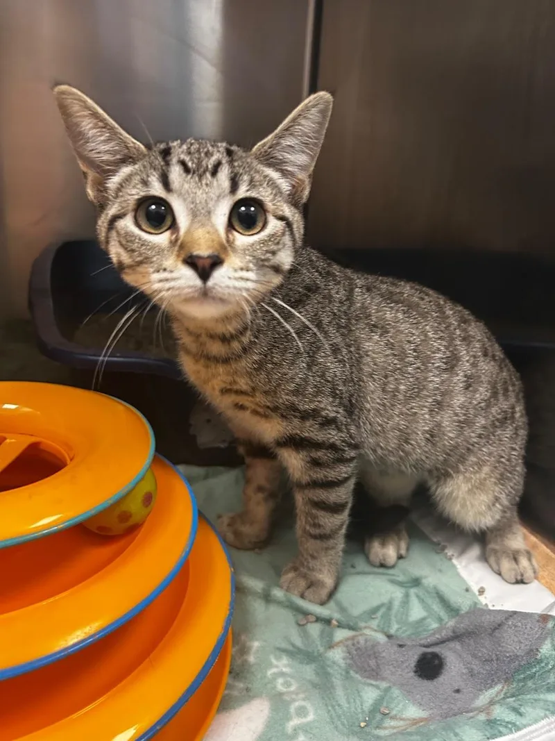 A baby small-sized female Tabby (Brown / Chocolate) Domestic Short Hair cat named Rapunzel for adoption in Raleigh, NC