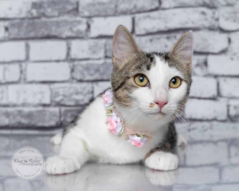 A baby medium-sized female White Domestic Short Hair cat named Poptart for adoption in Tuscaloosa, AL