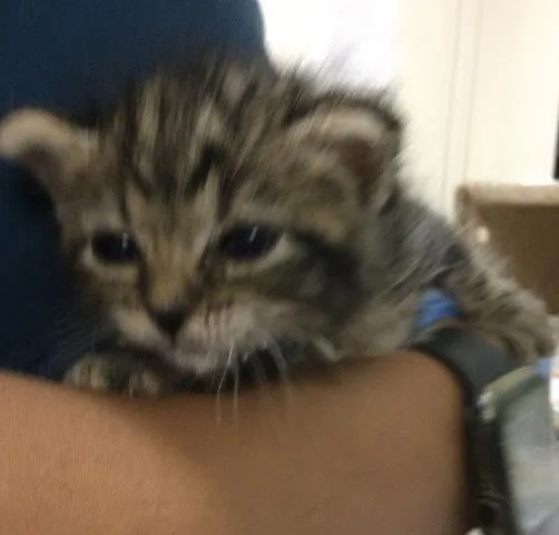 A baby small-sized female Domestic Short Hair cat named Green for adoption in Riverside, CA