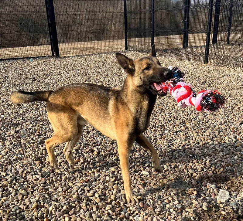 Arizona H thumbnail 3