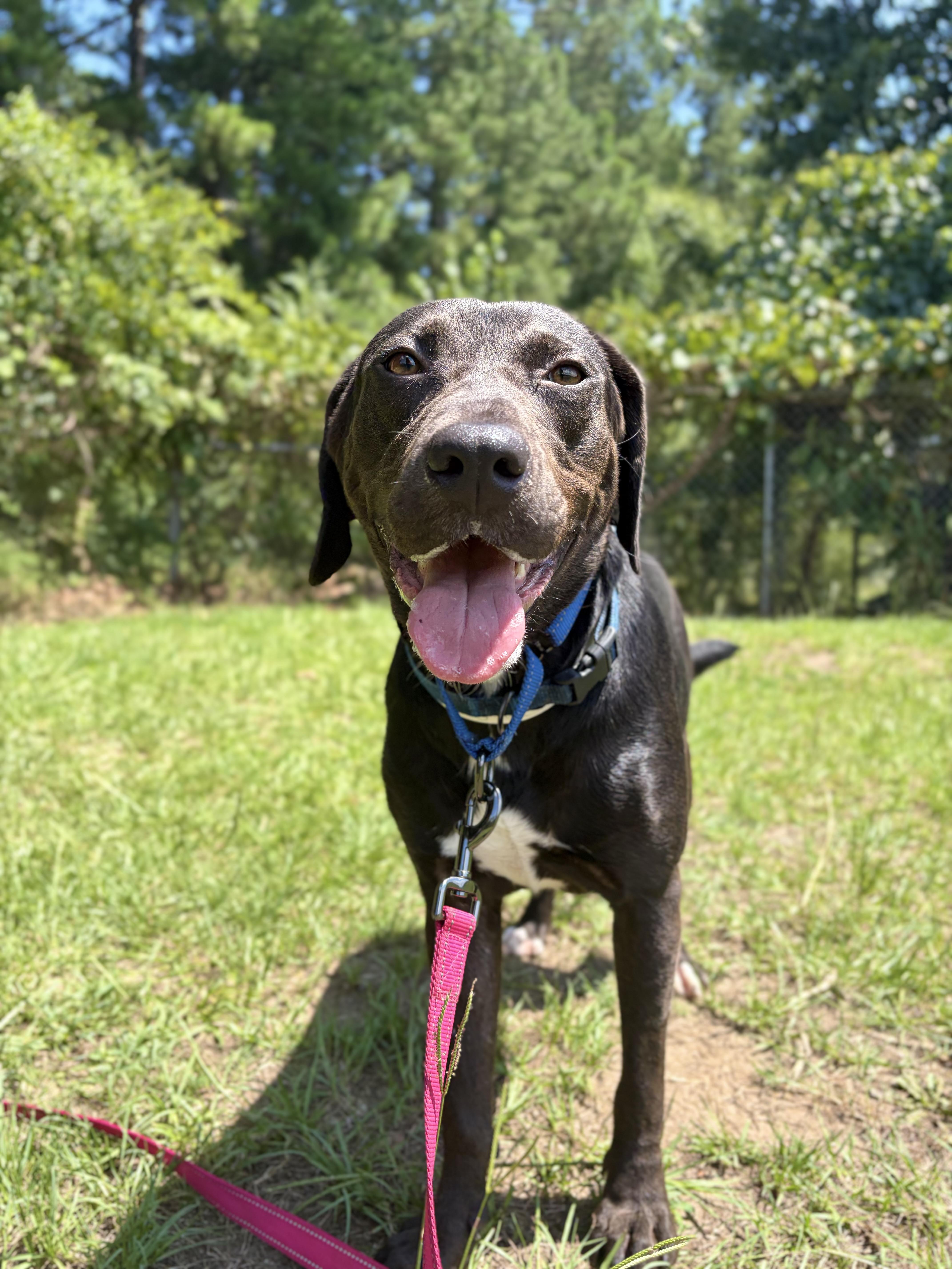 An adult medium-sized female Brown / Chocolate Chocolate Labrador Retriever dog named Virgina Woof for adoption in Winnsboro, SC