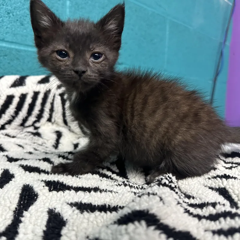 A baby small-sized female Domestic Short Hair cat named B Tiger for adoption in Newark, OH
