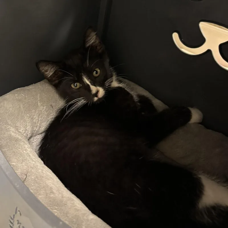 A baby medium-sized male Black Domestic Short Hair cat named Hei Hei for adoption in Oshkosh, WI