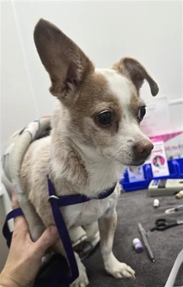 Pippa