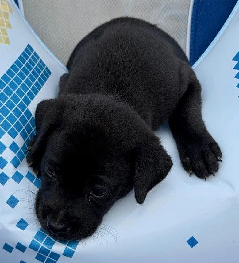 A baby medium-sized female Labrador Retriever dog named Vida for adoption in Lake Hopatcong, NJ