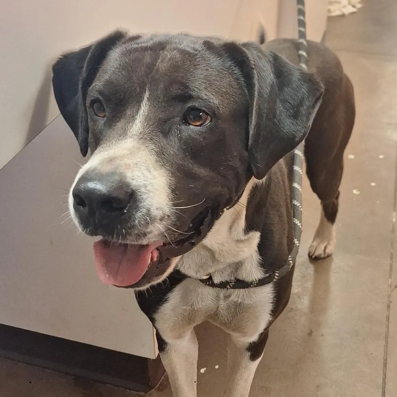 An adult medium-sized male Black Mixed Breed dog named Coop for adoption in Flagstaff, AZ