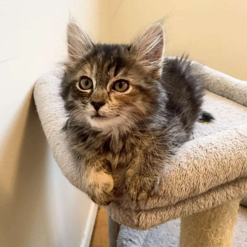 A baby medium-sized female Tabby (Brown / Chocolate) Domestic Medium Hair cat named Vernors for adoption in Royal Oak, MI