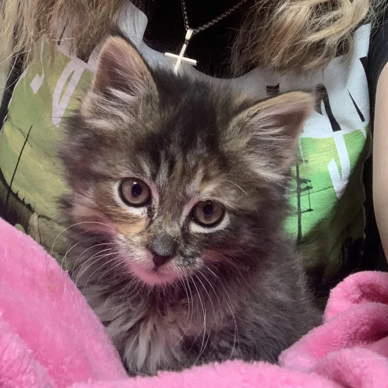 Vernors thumbnail 4