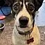 A young medium-sized male Labrador Retriever dog named Barley for adoption in Fort Mill, SC