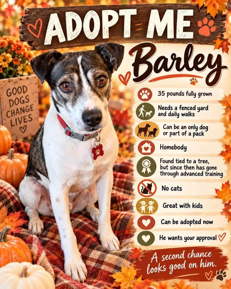 Barley thumbnail 4