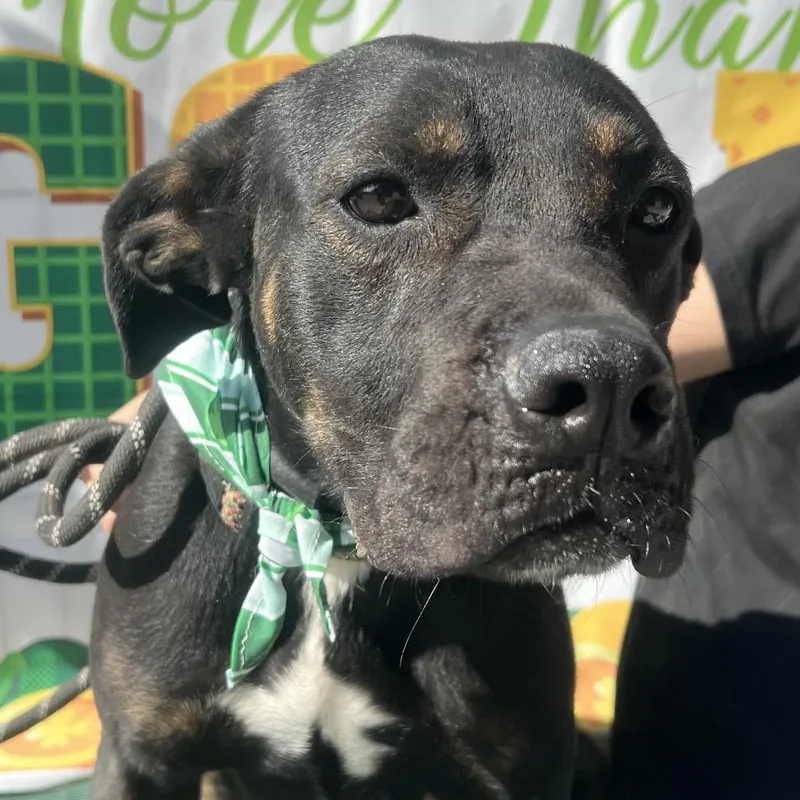 An adult medium-sized female Rottweiler dog named Snickers for adoption in Aledo, TX