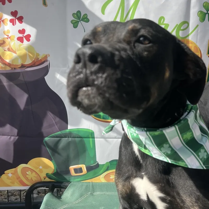 Snickers thumbnail 2