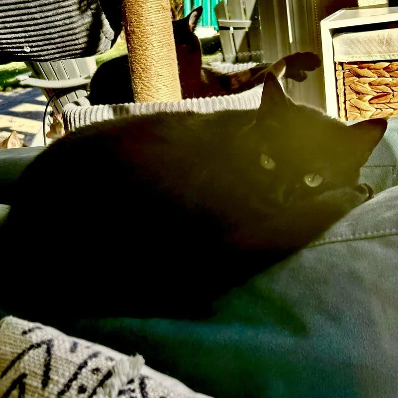A young medium-sized female Black Domestic Short Hair cat named Gerry [bonded With Sister for adoption in Benicia, CA