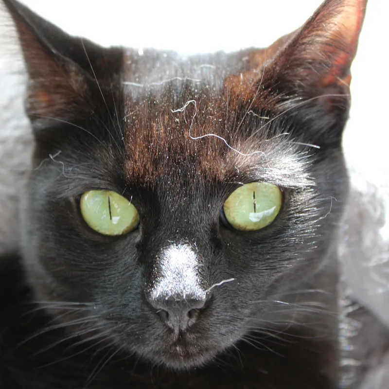 Gerry [bonded With Sister thumbnail 2