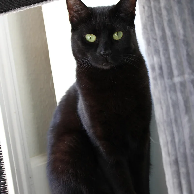 Gerry [bonded With Sister thumbnail 4