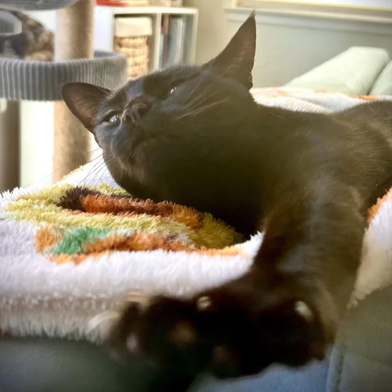 Gerry [bonded With Sister thumbnail 6