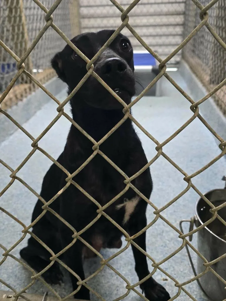 An adult medium-sized female Labrador Retriever dog named Daisy for adoption in Livingston, LA