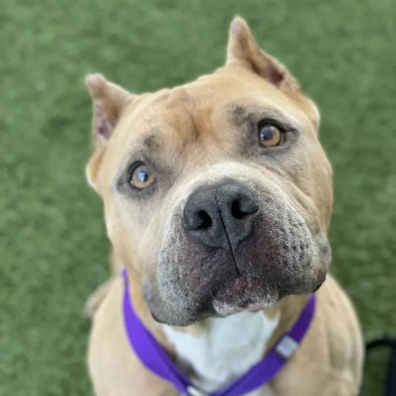 An adult medium-sized female Yellow / Tan / Blond / Fawn Pit Bull Terrier dog named Nala for adoption in Los Angeles, CA