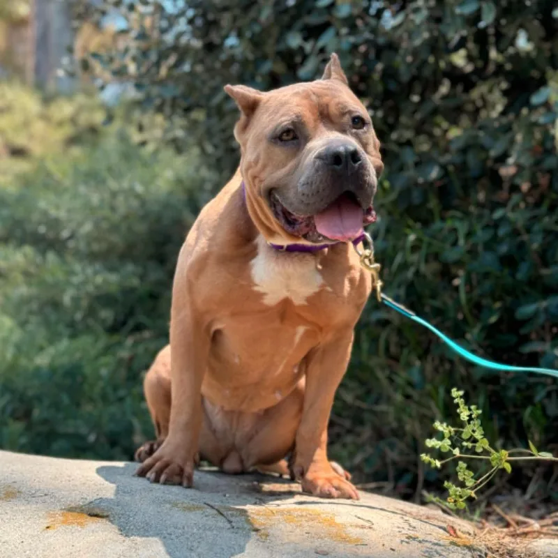 Nala thumbnail 4