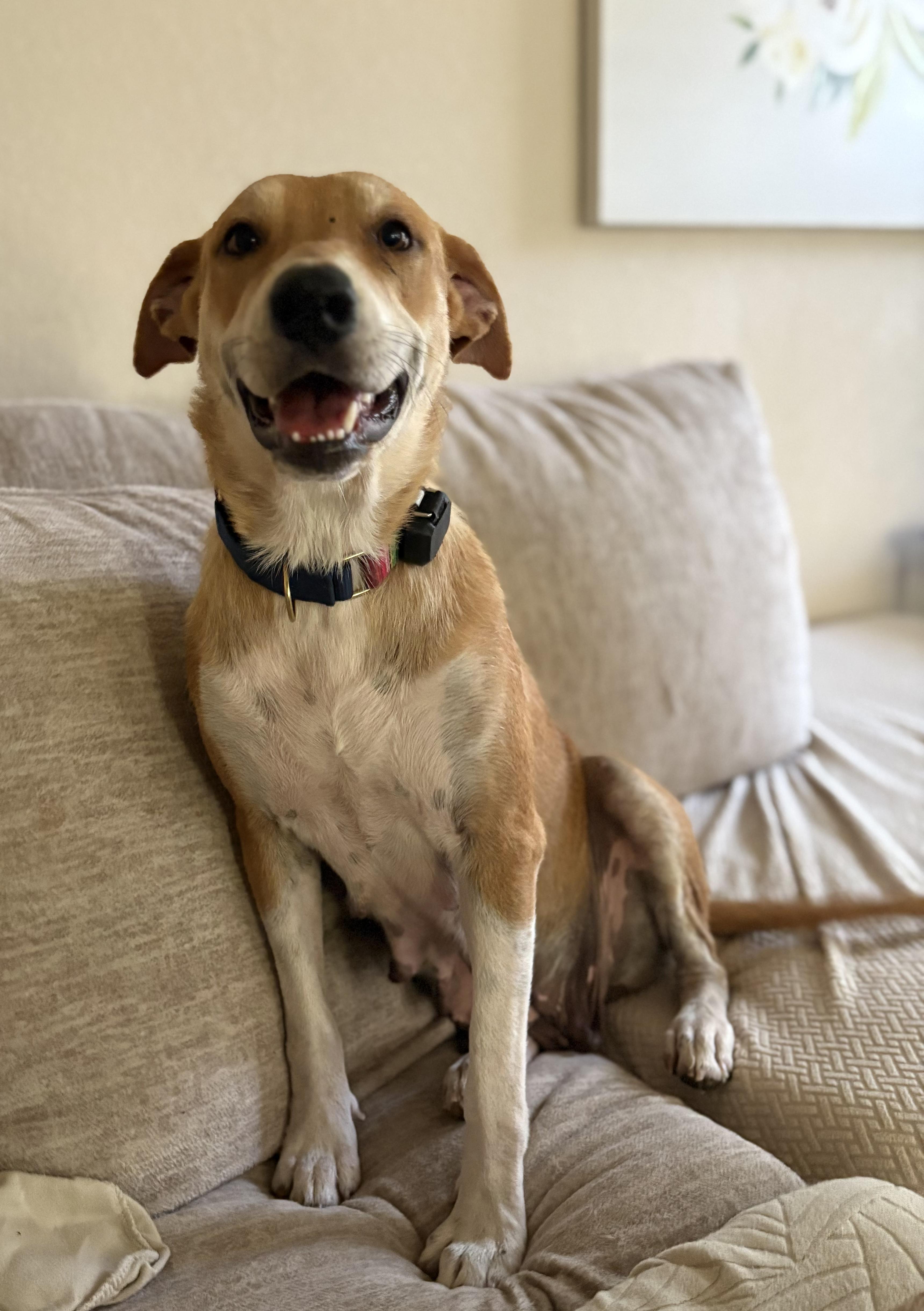 A young medium-sized female Apricot / Beige Retriever dog named Treasure for adoption in Pflugerville, TX
