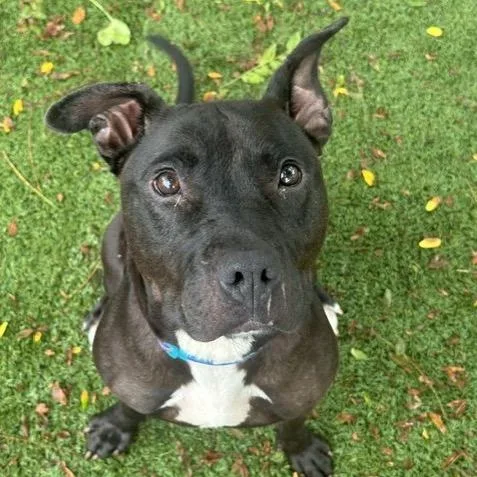 An adult medium-sized female Brown / Chocolate Pit Bull Terrier dog named Libby for adoption in Indianapolis, IN