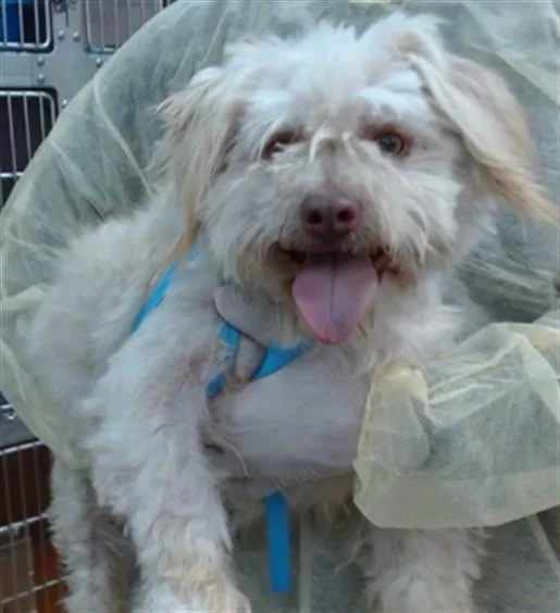 A young medium-sized male Poodle dog named Mr. Bean for adoption in Salinas, CA