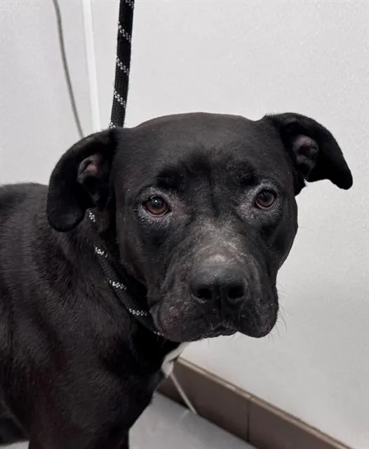 An adult large-sized female Pit Bull Terrier dog named Noir for adoption in Tucson, AZ