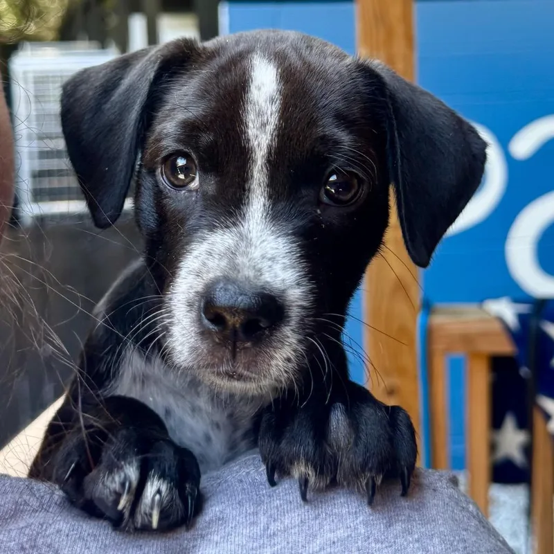A baby medium-sized female Black Mixed Breed dog named Tenzin for adoption in Decatur, GA