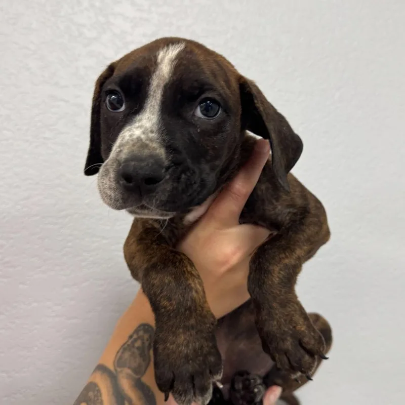 A baby small-sized male Brindle Mixed Breed dog named Goliath for adoption in Waco, TX