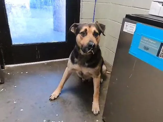 An adult large-sized male Pit Bull Terrier dog named Dot for adoption in Tulsa, OK